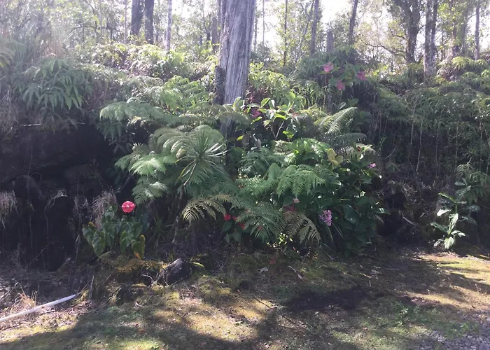 Simply Convenient Tropical Country Studio